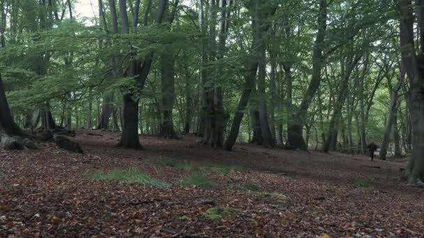Korkak Adam Orman Boyunca Koşuyor Kilitli Çekim Kuruluyor — Stok video