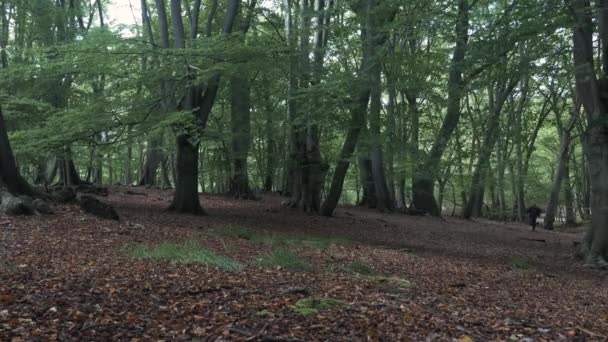 Hombre Asustado Corriendo Por Bosque Bloqueado Estableciendo Tiro — Vídeos de Stock