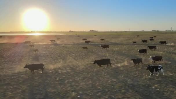 Ganadería Angus Pampa Argentina Manada Corriendo Atardecer Rastreo Drones — Vídeo de stock