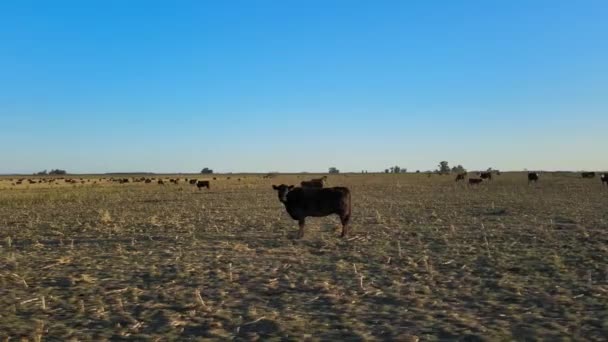 Vieh Auf Der Weide Zurückgelassen Ackerland Der Pampa Argentinien Drohnenblick — Stockvideo