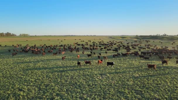 無料の範囲アバディーンアンガス牛農場 牛のオープングリーンフィールドを歩いて多くの — ストック動画