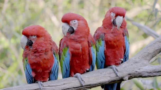 Schöne Rote Scharlachrote Papageien Die Auf Einem Ast Hocken Aus — Stockvideo