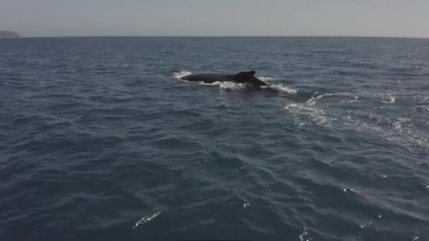 Seguindo Aérea Como Mãe Bebê Baleias Jubarte Bico Depois Mergulhar — Vídeo de Stock