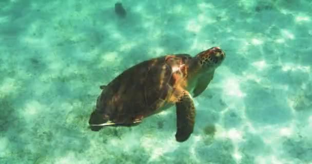 Onderwater Uitzicht Prachtige Zeeschildpad Zwemmen Caribische Oceaan — Stockvideo