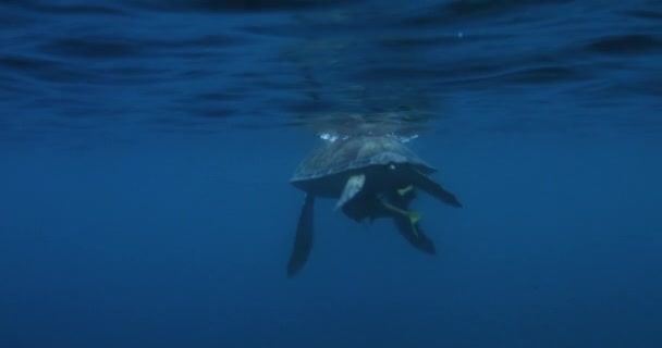 Sea Turtle Remora Fish Swimming Underwater Caribbean Ocean — стокове відео