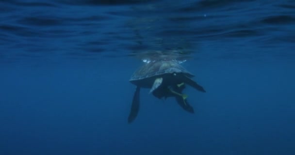 Meeresschildkröte Mit Remora Fisch Schwimmt Unter Wasser Karibischen Ozean — Stockvideo