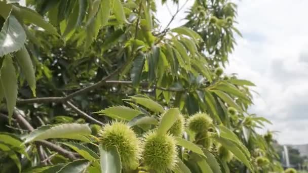 北スペインの果樹園で栽培されている生の緑の栗のハリネズミの殻のドーリーショットを閉じます — ストック動画