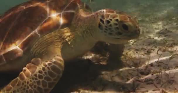 Hermosa Tortuga Marina Comiendo Algas Marinas Océano Caribe — Vídeos de Stock