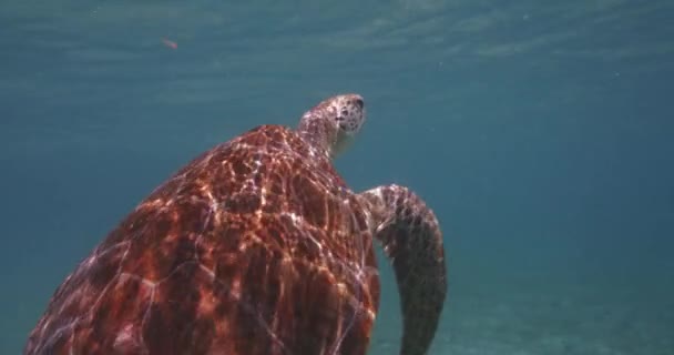 Hermosa Tortuga Marina Nadando Libremente Bajo Agua Océano Caribe — Vídeos de Stock