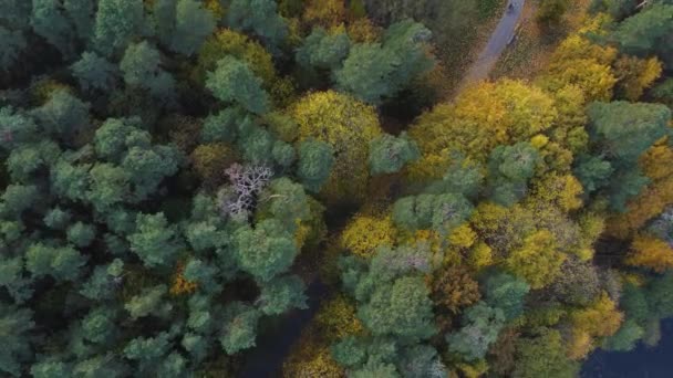 Aeriellt Top Ascending Skott Skogsstig Omgiven Vibrerande Höstflod Vilnius Litauen — Stockvideo