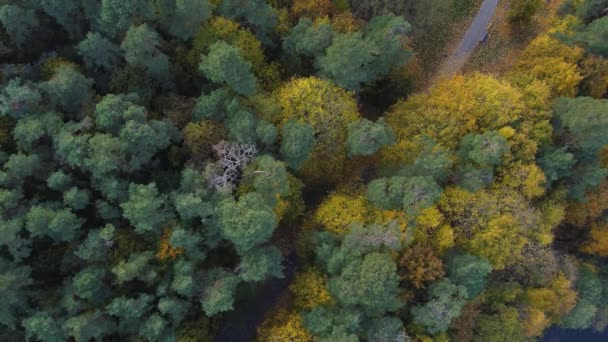 Aeriell Statisk Top Skott Skogsstig Med Levande Höstfärger Vilnius Litauen — Stockvideo