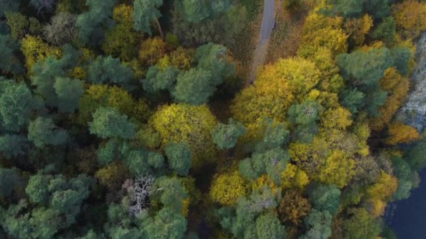 Aerial Top Fly Eines Weges Der Durch Ein Lebhaftes Herbstlaub — Stockvideo