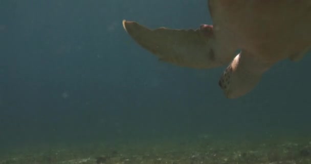 Gros Plan Derrière Une Tortue Mer Nageant Sous Eau Dans — Video