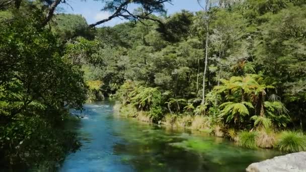 Široký Záběr Ukazuje Klidné Řeky Tarawera Tropické Džungle Létě Nový — Stock video