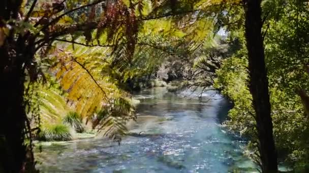 Tilt Shot Idyllic Clear Tarawera River Che Scorre Tranquillamente Tra — Video Stock