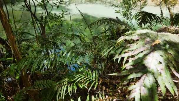 晴れた日の間に背景に緑のシダ植物や熱帯川のドリーフォワードショット ニュージーランド タラエラ川 — ストック動画