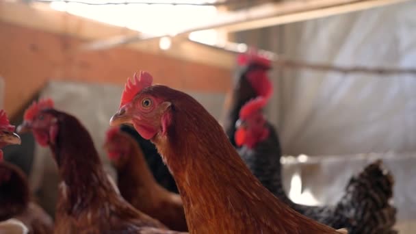 Gros Plan Poulets Dans Poulailler — Video