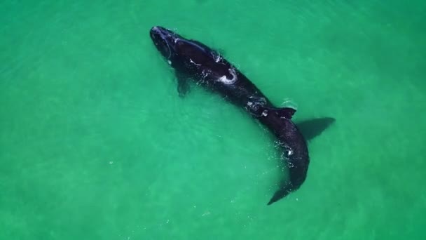 Leuke Interactie Van Zuidelijk Rechts Walvis Kalf Met Moeder Helder — Stockvideo