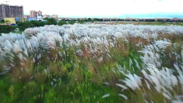 Flygfoto White Saccharum Spontanum Blomma Svajande Vinden Höstfältet Den Växer — Stockvideo