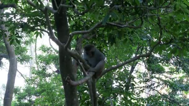 Singe Rhésus Sauvage Officiellement Connu Sous Nom Macaque Rhésus Est — Video