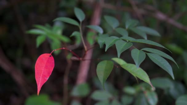 Une Feuille Rouge Automnale Est Vue Entre Les Feuilles Arbres — Video