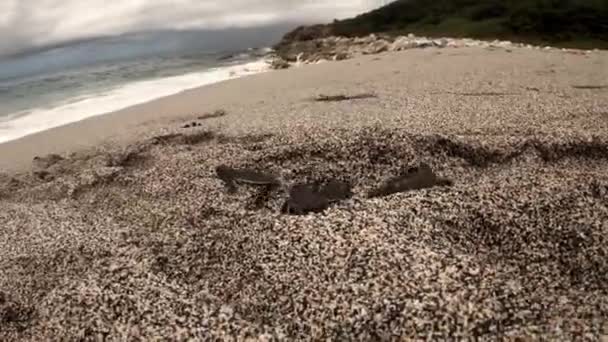 Adorable Newly Hatched Green Sea Turtles Making Way Sea — Stock Video
