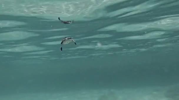 Bébé Tortue Mer Verte Plongeant Sous Eau Après Avoir Pris — Video