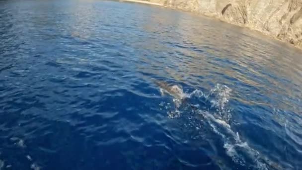 一只海豚游得很快 浮出水面呼吸空气 上面和后面的无人机 — 图库视频影像