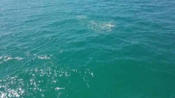 Marine Fish Moving Fast Sea Surface Queensland Aérien — Video