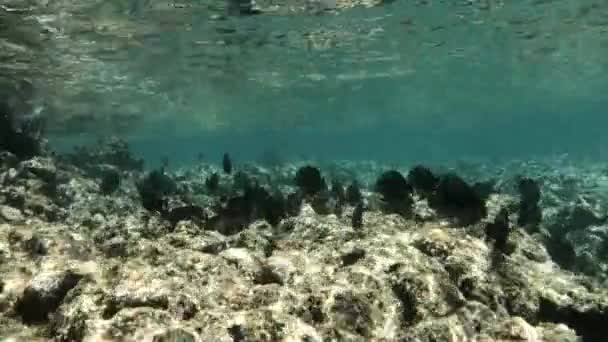 Школа Рыб Плавает Водой Прямо Над Чистым Коралловым Рифом Отслеживание — стоковое видео