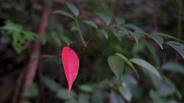 Ein Herbstliches Rotes Blatt Wird Zwischen Grünen Baumblättern Gesehen Bevor — Stockvideo