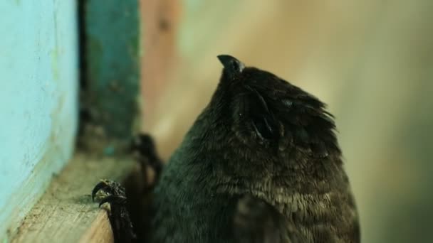 鳥はツバメの認知症である インドネシアの生息地鳥 木の壁に水飲み場 エアロドラムス マキシマ — ストック動画