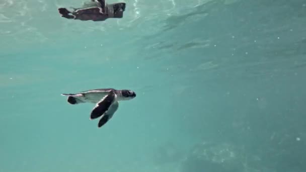 かわいい赤ちゃんのウミガメは ダイバーと一緒に泳いで閉じます リラックスして — ストック動画