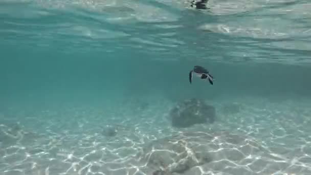 Adorable Little Baby Turtle Swimming Away Camera Calm Sea — Stock Video