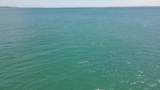 Mergulhadores Mergulham Mar Azul Profundo Largo Costa Ilha Stradbroke Norte — Vídeo de Stock