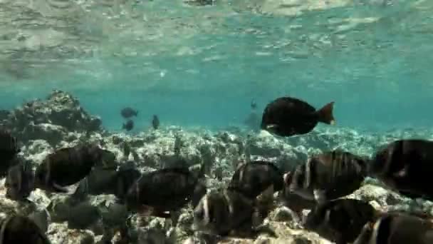 School Fish Zwemt Onder Water Net Boven Het Koraalrif Tracking — Stockvideo