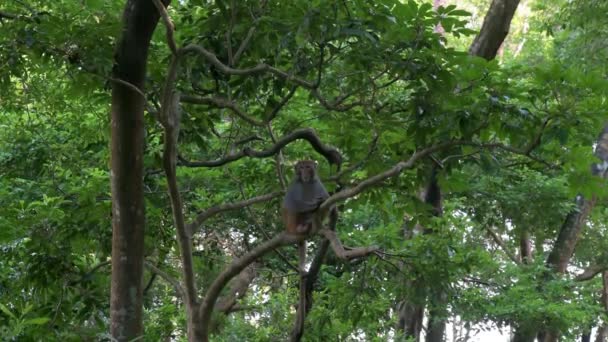 Dzika Małpa Rhesus Formalnie Znana Jako Rhesus Macaque Siedzi Gałęzi — Wideo stockowe