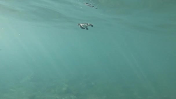 Hermosa Tortuga Marina Verde Bebé Nadando Agua Azul Clara — Vídeos de Stock