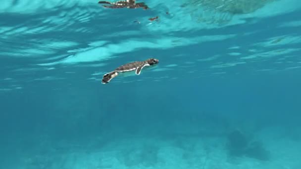 Baby Sea Turtle Starting Learned How Swim Underwater Closeup — Stock Video