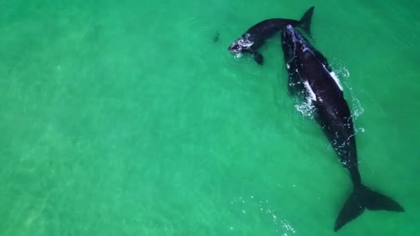 Zuidelijk Rechtse Walvis Met Kalf Een Zeehond Allemaal Interactief Heldere — Stockvideo