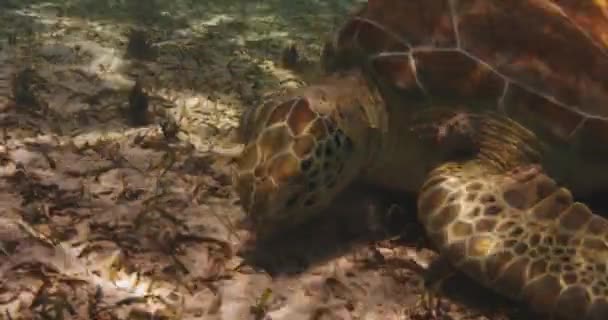 Encerramento Bela Tartaruga Marinha Selvagem Que Come Mar Caribe — Vídeo de Stock