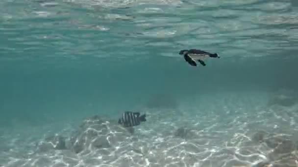 Linda Tartaruga Marinha Verde Bebê Nadando Água Clara Reflexos Sol — Vídeo de Stock