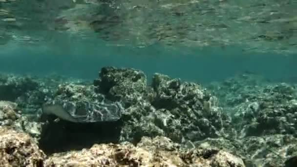 Escuela Peces Arrecife Nada Bajo Agua Justo Por Encima Del — Vídeos de Stock