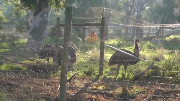 Emu Pássaros Atrás Cerca Parque Werribee Melbourne Vista Para Frente — Vídeo de Stock