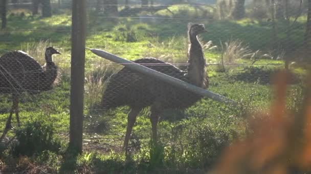 Ptáci Emu Plotem Parku Werribee Město Melbourne Zobrazení Pohybu Fotoaparátu — Stock video