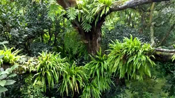 Vistas Reales Las Plantas Parásitas Han Creado Dependiendo Los Árboles — Vídeos de Stock