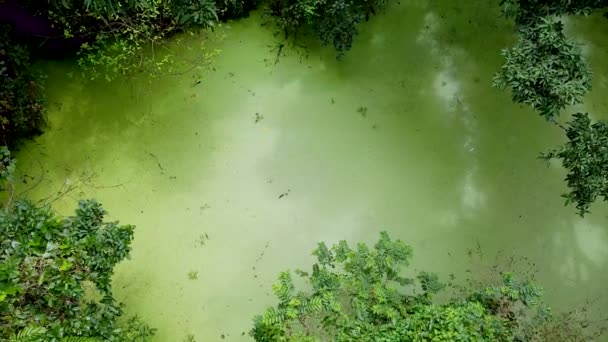 Luftaufnahme Von Tiefgrünem Wald Oder Dschungel Zur Regenzeit — Stockvideo