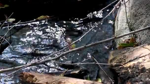 Ein Schimmernder Fließender Bach Mit Dünnen Zweigen Pflanzenwelt Als Parallaxe — Stockvideo