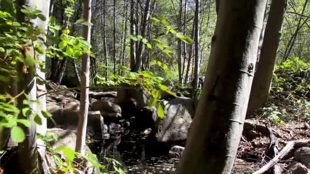 Hier Ist Eine Aufnahme Eines Stehenden Baches Cuyamaca Speziell Green — Stockvideo