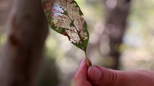 Aquí Hay Una Hoja Muy Devorada Insectos Naturaleza Los Gloriosos — Vídeo de stock